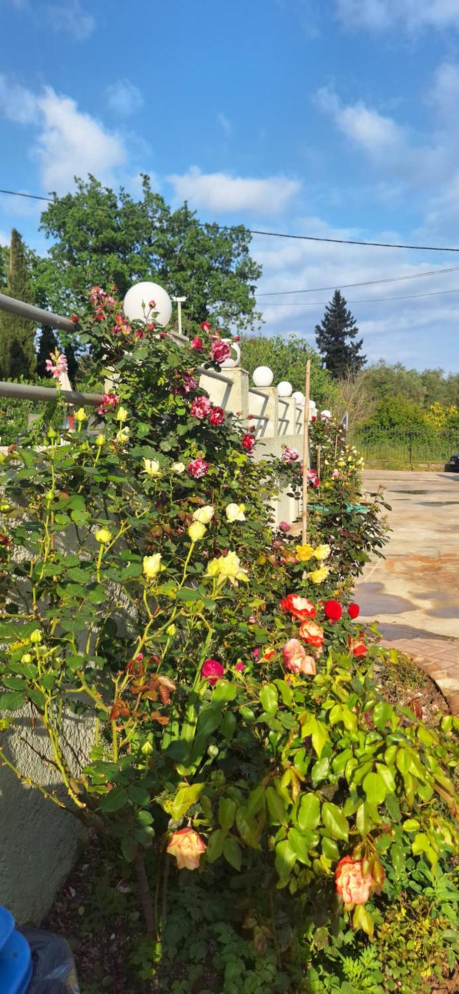 Hotel apartamentowy The Flower Garden